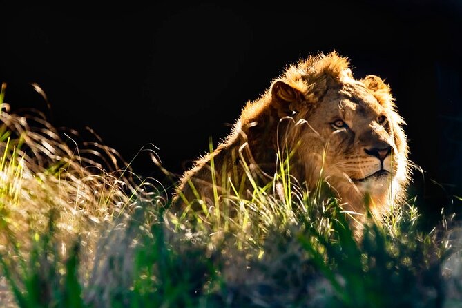 Sydney Taronga Zoo General Entry Ticket - What $39.45 gets you, and why the value is real