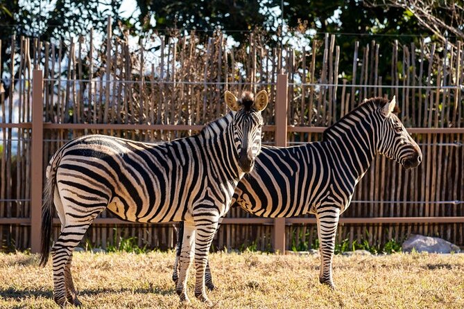 Sydney Taronga Zoo General Entry Ticket - Inside Taronga Zoo: how the themed areas help you plan your walk