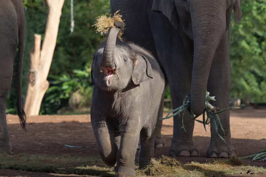 Sydney: Taronga Zoo Ticket with Return Ferry - Key points I’d plan around