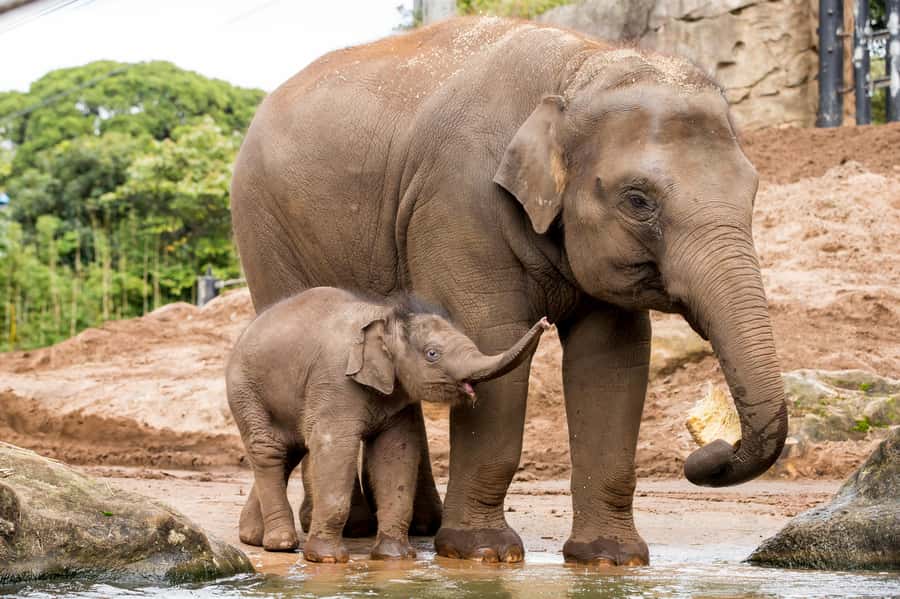Sydney: Taronga Zoo Ticket with Return Ferry - Who this Taronga Zoo + ferry ticket suits best