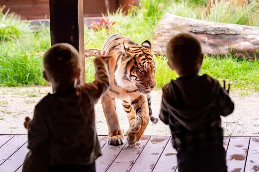 Sydney: Taronga Zoo Ticket with Return Ferry - Sydney Harbour to Taronga Zoo: why the ferry matters