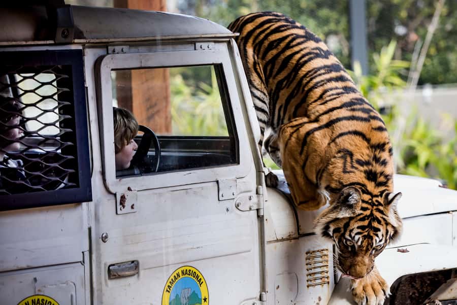 Sydney: Taronga Zoo Ticket with Return Ferry - Entering Taronga Zoo and mapping your day on hills