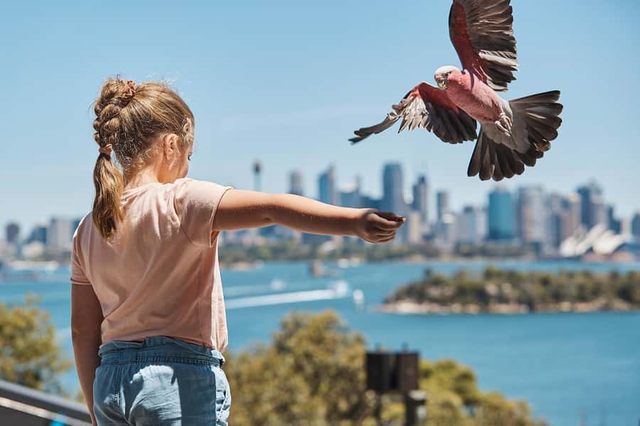 Sydney: Taronga Zoo Ticket with Return Ferry - Daily keeper talks and shows that turn wandering into learning