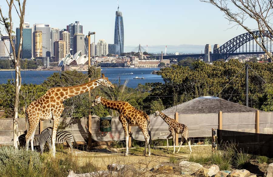 Sydney: Taronga Zoo Ticket with Return Ferry - Value check: is $55 a good deal for zoo plus ferry?
