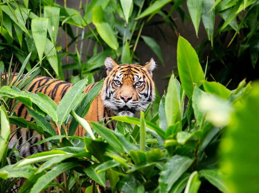 Sydney: Taronga Zoo Ticket with Return Ferry - Where you pick up the ticket at Fantasea Cruises