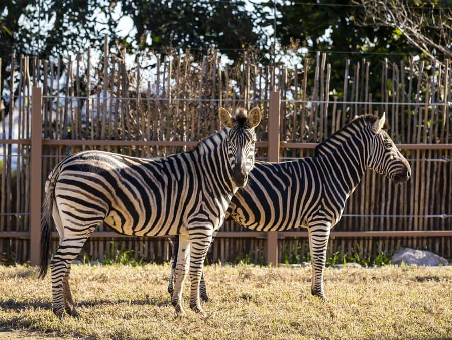 Sydney: Taronga Zoo Tickets - Taronga Zoo’s location turns a zoo visit into a harbour day