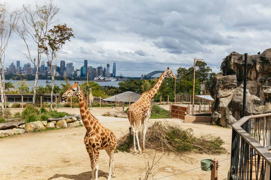 Sydney: Taronga Zoo Tickets - Your best one-day route: trails plus shows, without backtracking