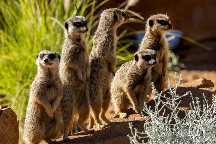 Sydney: Taronga Zoo Tickets - Wildlife you will remember: koalas, giraffes, reptiles, and the harbour framing