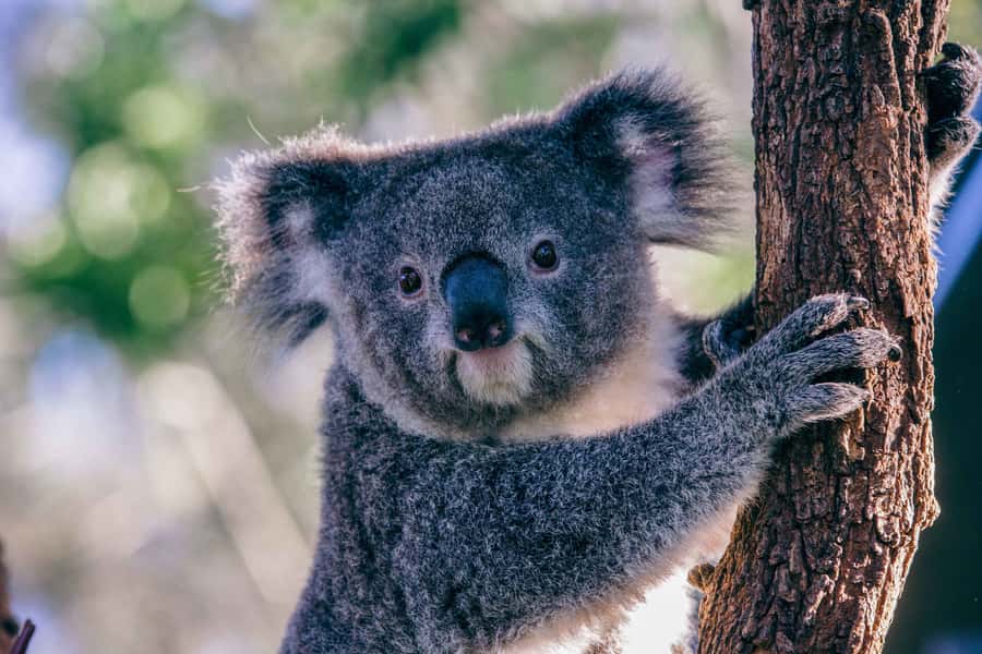 Sydney: Taronga Zoo Tickets - Shows and keeper talks: how to turn animal viewing into learning
