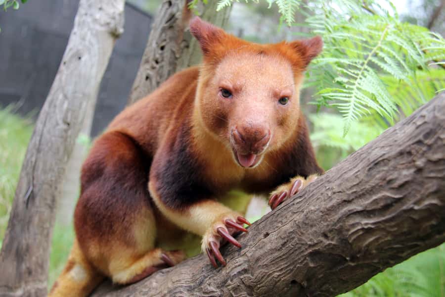 Sydney: Taronga Zoo Tickets - Food, coffee lines, and how to keep your budget in check