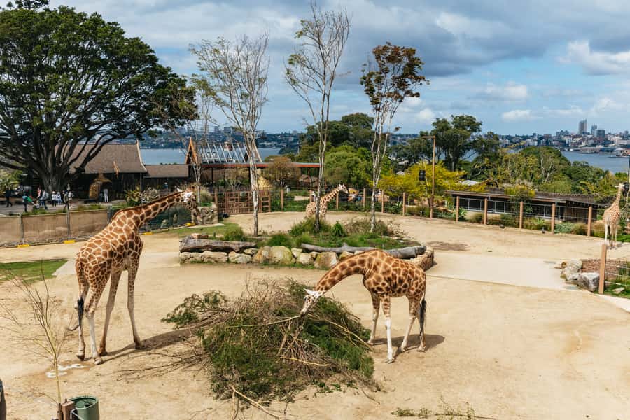Sydney: Taronga Zoo Tickets - Ticket value: what your $38 full-day entry really buys