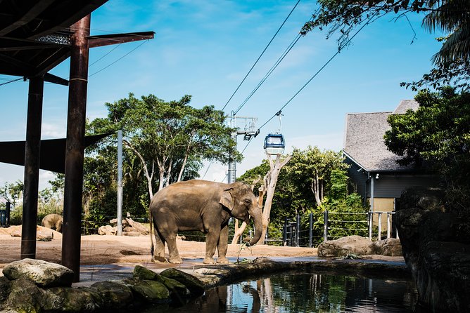 Sydney Taronga Zoo Wild Australia Experience - Key Points You Should Know Before You Go
