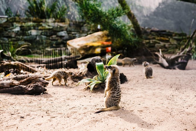 Sydney Taronga Zoo Wild Australia Experience - Getting to the Zoo: Ferry, Then Sky Safari or Shuttle