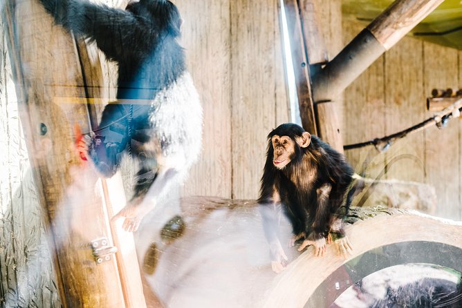 Sydney Taronga Zoo Wild Australia Experience - The Working Zoo Kitchen Stop (Yes, You’ll Care)