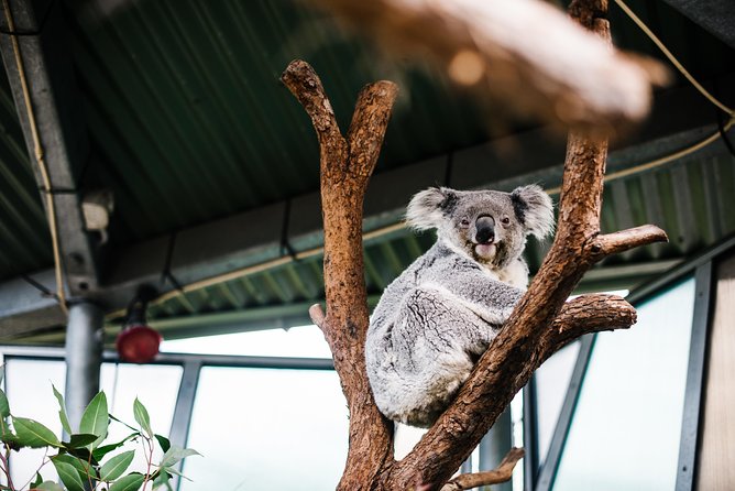 Sydney Taronga Zoo Wild Australia Experience - Tea, Cupcakes, and the Small Touches That Add Up