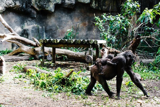 Sydney Taronga Zoo Wild Australia Experience - Sky Safari Gondola Views: More Than a Scenic Bonus