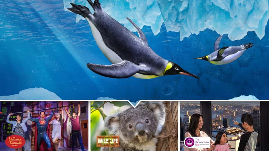 Sydney: Ultimate City Pass for 4 Attractions with Skywalk - Sydney Tower Eye observation deck and Skywalk: timing that keeps you calm