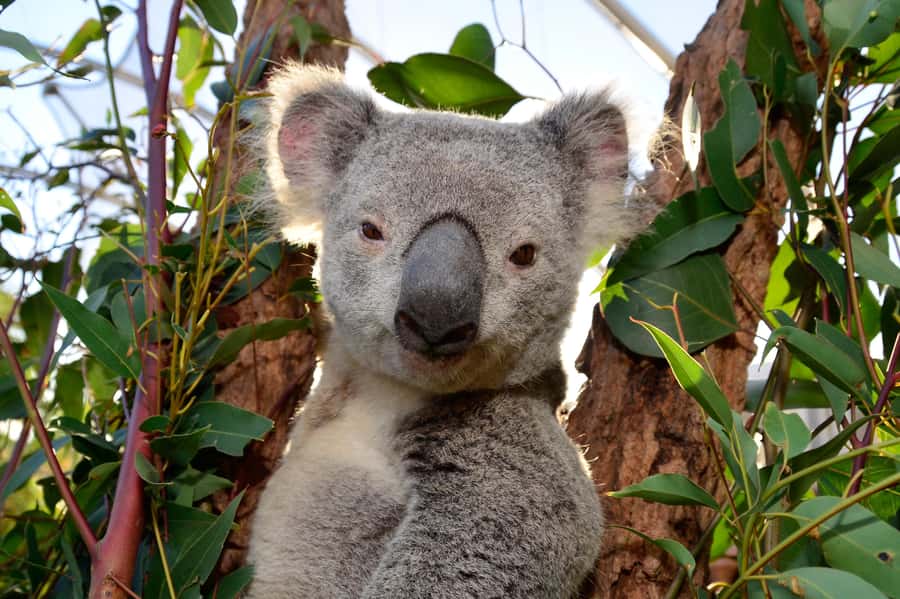 Sydney: Ultimate City Pass for 4 Attractions with Skywalk - Who this pass suits best, and who should think twice