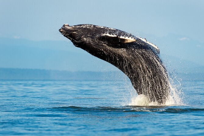 Sydney: Whale Watching Adventure Cruise - What you’re looking for with humpback whales near Sydney