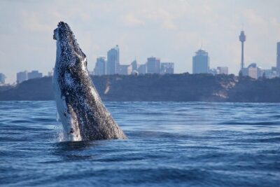Whale Watching Adventure Cruise