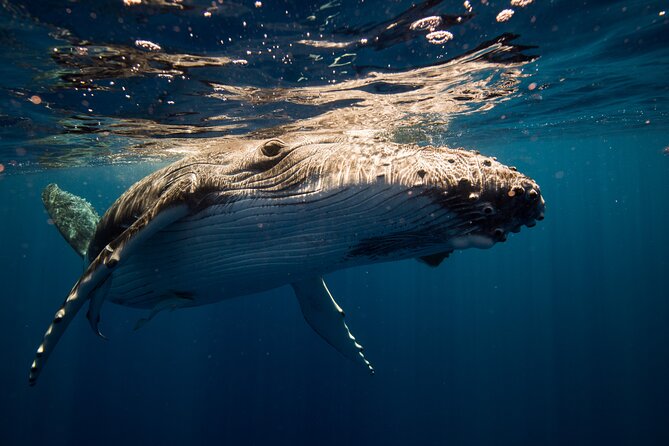 Sydney: Whale Watching Adventure Cruise - Should you book this Sydney Whale Watching Adventure Cruise?