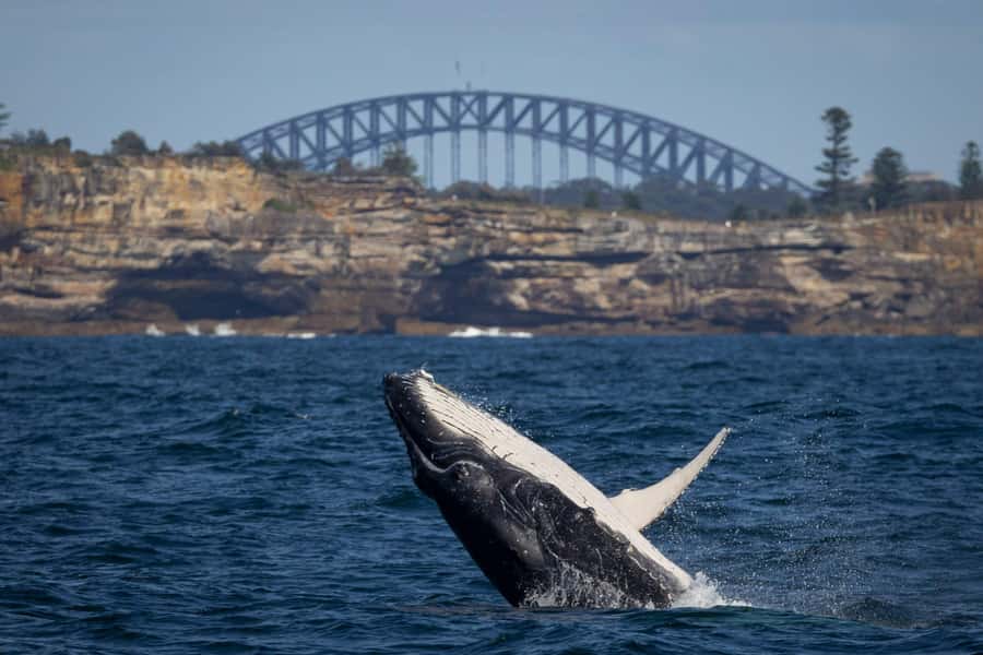 Sydney: Whale Watching Cruise and Taronga Zoo Package - Why This Sydney Combo Works So Well Together