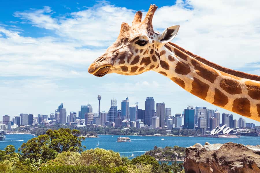 Sydney: Whale Watching Cruise and Taronga Zoo Package - What You Should Expect From the Whales, Realistically