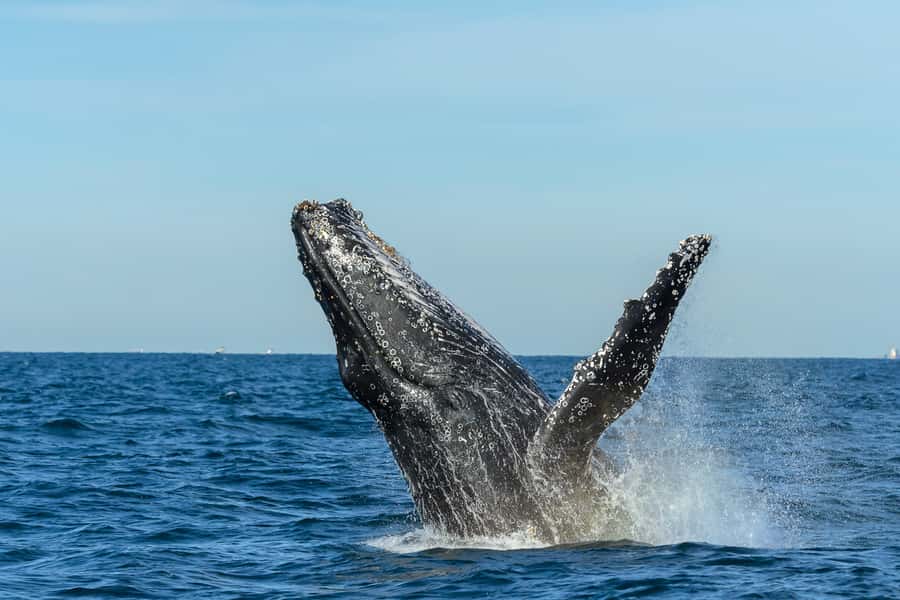 Sydney: Whale Watching Cruise and Taronga Zoo Package - Who This Sydney Package Suits Best (and Who Should Rethink)