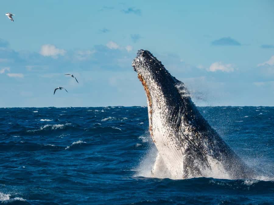 Sydney Whale Watching Cruise with Breakfast or Lunch - Key Points I’d Highlight Before You Go