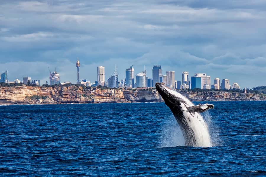 Sydney Whale Watching Cruise with Breakfast or Lunch - Circular Quay Boarding: Getting on the Sydney Princess Cruises vessel without stress