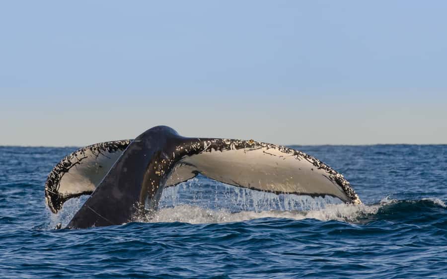 Sydney Whale Watching Cruise with Breakfast or Lunch - Sydney Heads Whale Watching: What humpbacks do on migration (and what you’ll actually see)