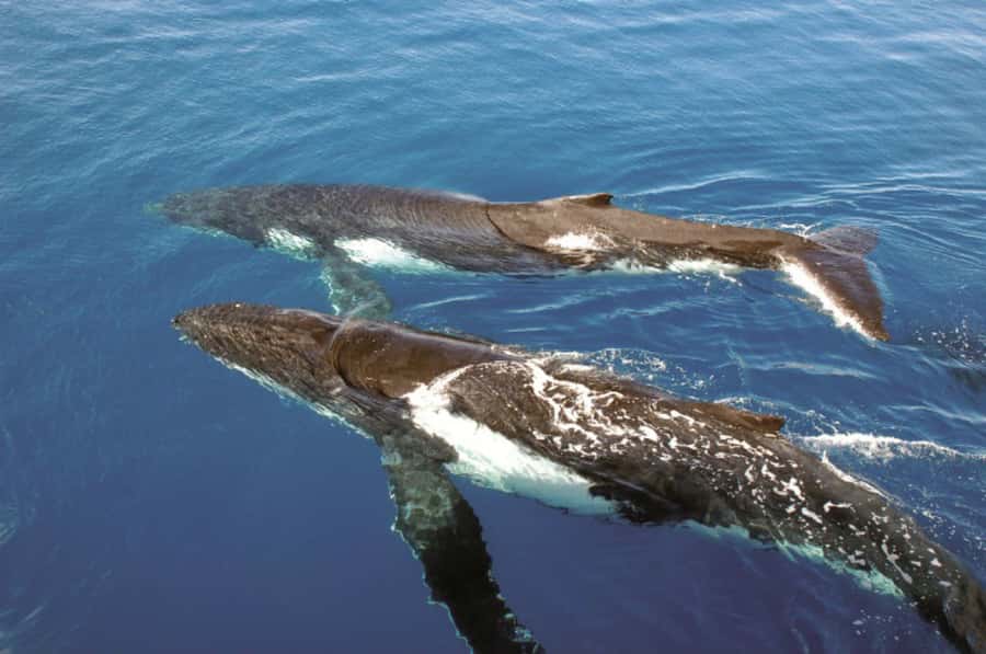Sydney Whale Watching Cruise with Breakfast or Lunch - Best Seats and Seasickness Prep: Setting yourself up for a smooth ride