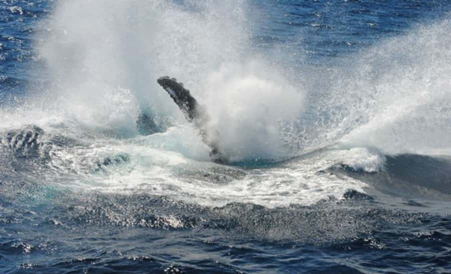 Sydney Whale Watching Cruise with Breakfast or Lunch - Weather, No-Guarantee Reality, and What a Cancellation Can Mean