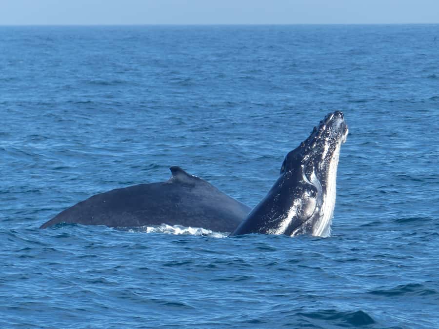Sydney Whale Watching Cruise with Breakfast or Lunch - Comfort, Crew Care, and the Small Details that Add Up