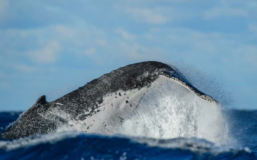 Sydney Whale Watching Cruise with Breakfast or Lunch - Value Check: Is $70 for 4 hours with food worth it?
