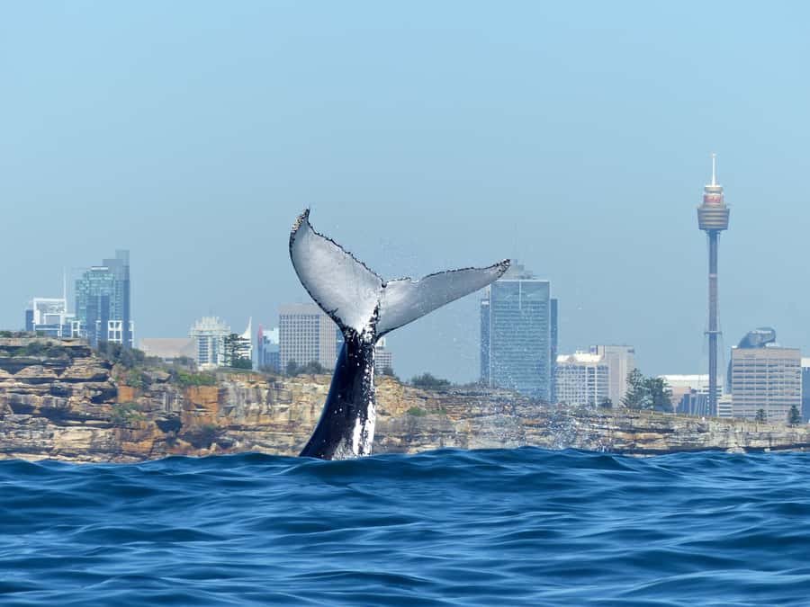 Sydney Whale Watching Cruise with Breakfast or Lunch - From Harbour Views to Open Ocean: How the 4-hour rhythm is paced