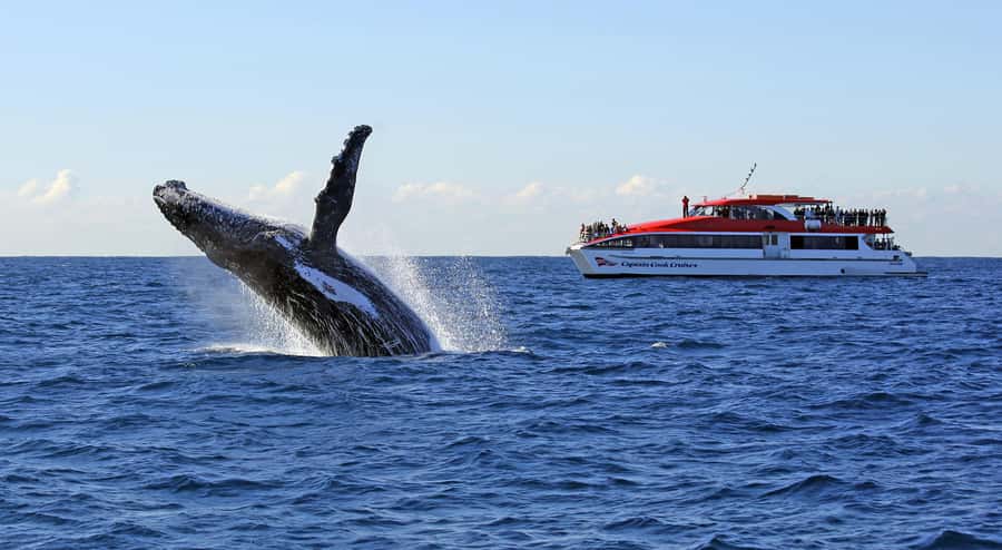 Sydney: Whale Watching & Wildlife Cruise - Where Sydney’s whale cruise starts, Circular Quay Wharf 6