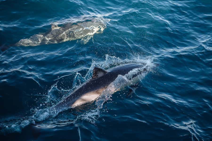Sydney: Whale Watching & Wildlife Cruise - How the crew finds animals, and why the commentary matters