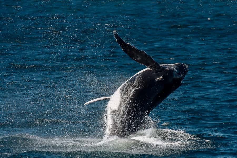 Sydney: Whale Watching & Wildlife Cruise - Comfort on open water: what to wear and how to handle motion