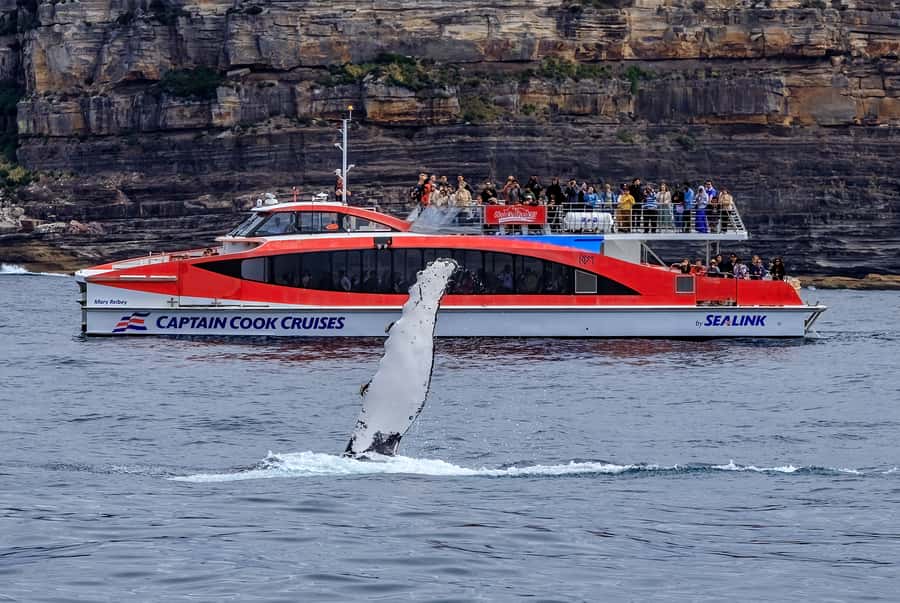 Sydney: Whale Watching & Wildlife Cruise - The 95% whale guarantee, and what the free second cruise really means