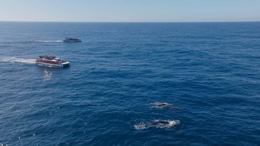 Sydney: Whale Watching & Wildlife Cruise - Wildlife beyond whales, what else might pop up