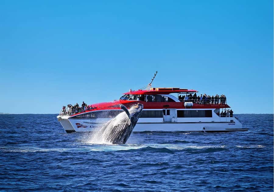 Sydney: Whale Watching & Wildlife Cruise - The 150-minute plan: cruise time that feels worthwhile