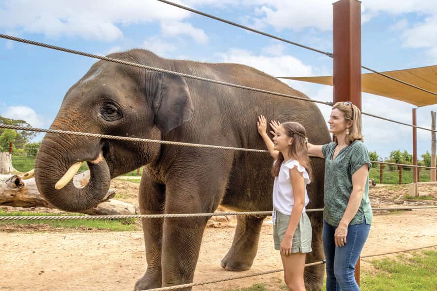 Sydney Zoo Admission Ticket - Food, Heat, and Where You Can Get Frustrated