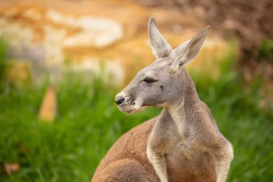 Sydney Zoo Admission Ticket - Why Sydney Zoo Works for a One-Day Outing