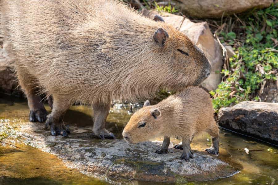 Sydney Zoo Admission Ticket - Your Walking Plan, From No Steps to Bigger Viewing