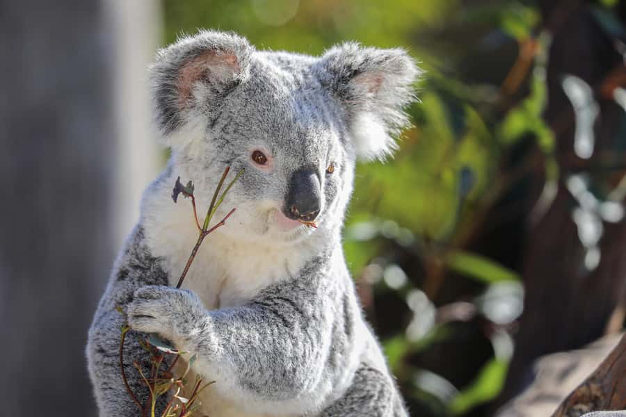 Sydney Zoo Admission Ticket - African Boardwalk: Mixed-Species Savanna Vibes