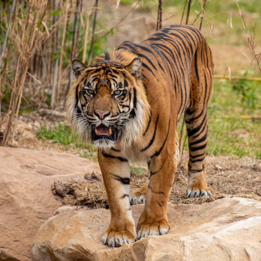Sydney Zoo Admission Ticket - Reptile & Nocturnal House: The Best Change of Pace