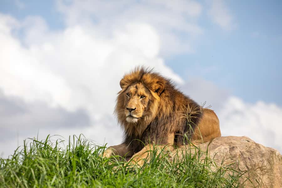 Sydney Zoo Admission Ticket - The Zoo-Aquarium Combo in NSW
