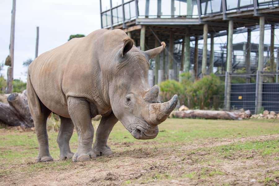 Sydney Zoo Admission Ticket - Getting There in Eastern Creek, Plus the Parking Help