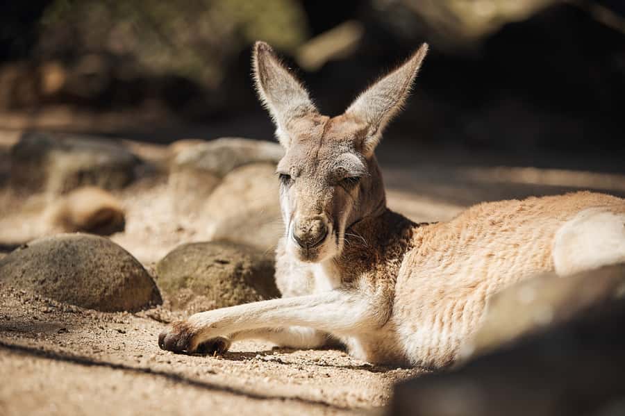 Taronga Zoo Aussie Backyard Adventure - Meeting at the main entrance, then getting your bearings fast